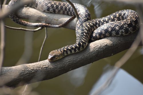 Free stock photo of best reptile as pet, bhb reptiles, biggest snake Stock Photo
