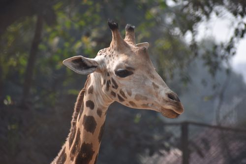 Free stock photo of 8k giraffes, april the giraffe, baby giraffe Stock Photo