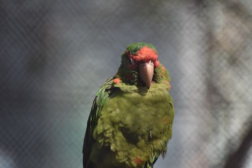 Free stock photo of animal, animal body part, animal eye Stock Photo