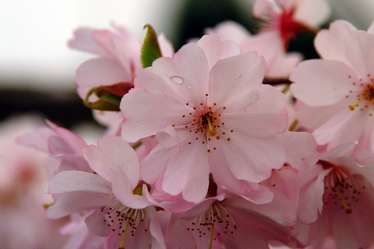 a close up of delicate pink cherry blossoms in full bloom capturing th
