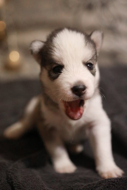 Gratis stockfoto met aanbiddelijk, babyhondje, beest