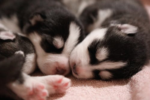 Free Siberian Husky Puppies Sleeping on the Floor Stock Photo