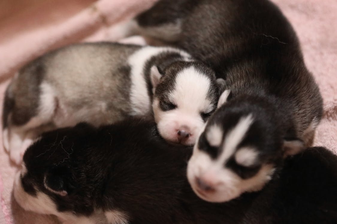 Free Black and White Puppies Sleeping Stock Photo