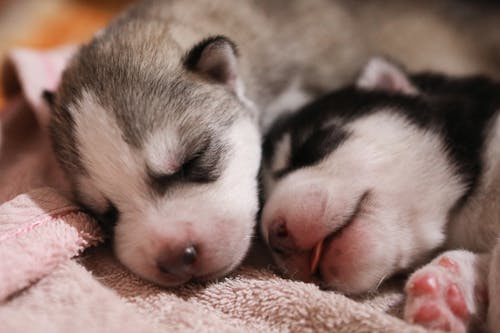 Kostenloses Stock Foto zu bezaubernd, hinreißend, hunde