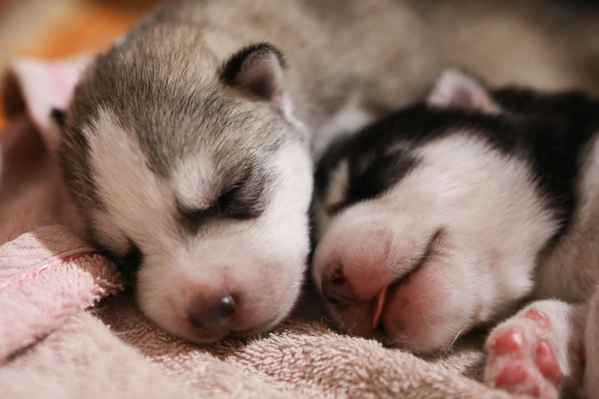 Vue rapprochée de chiots