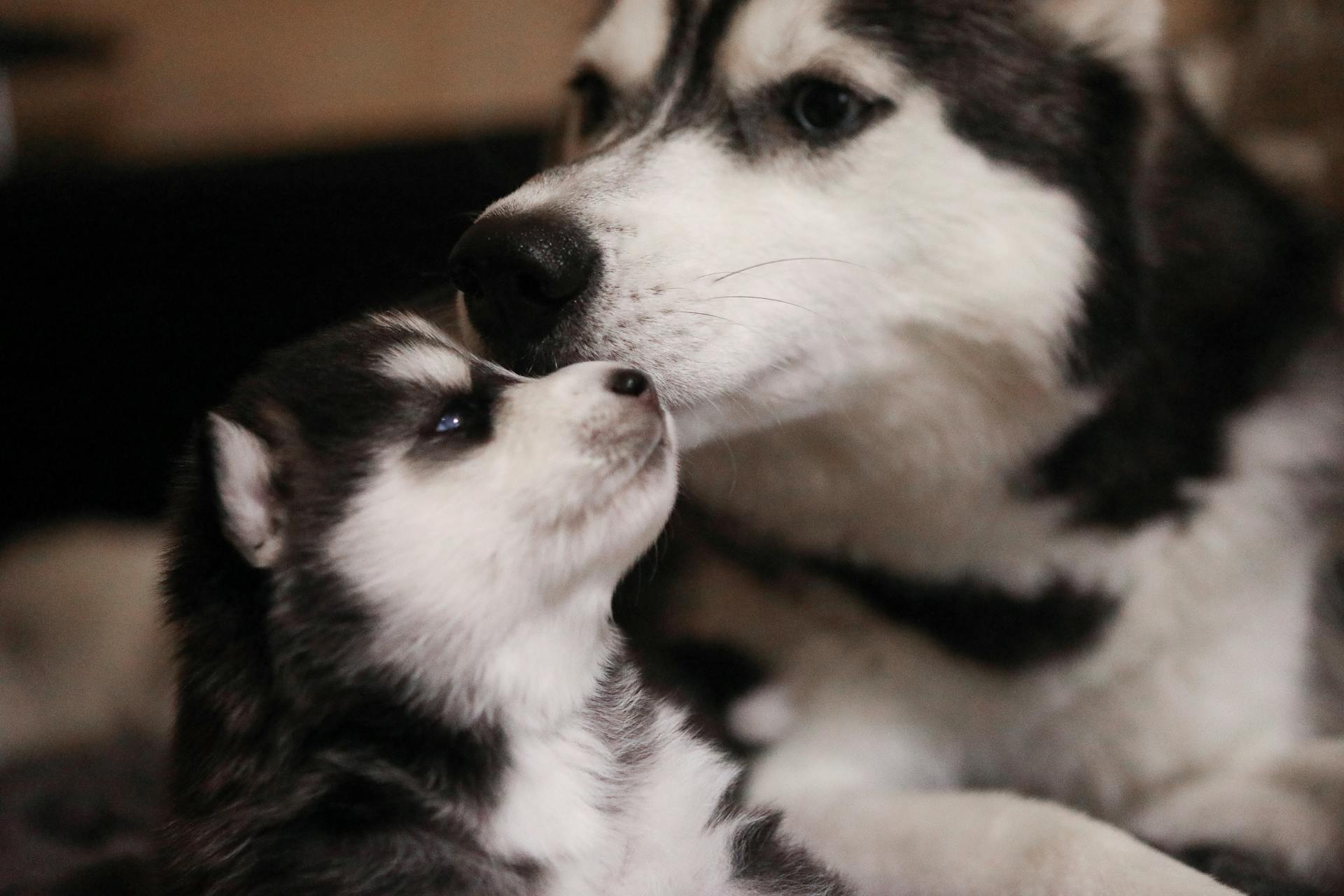 Foto van een hond en een puppy