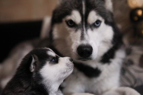 Black and White Siberian Husky Dog and Puppy