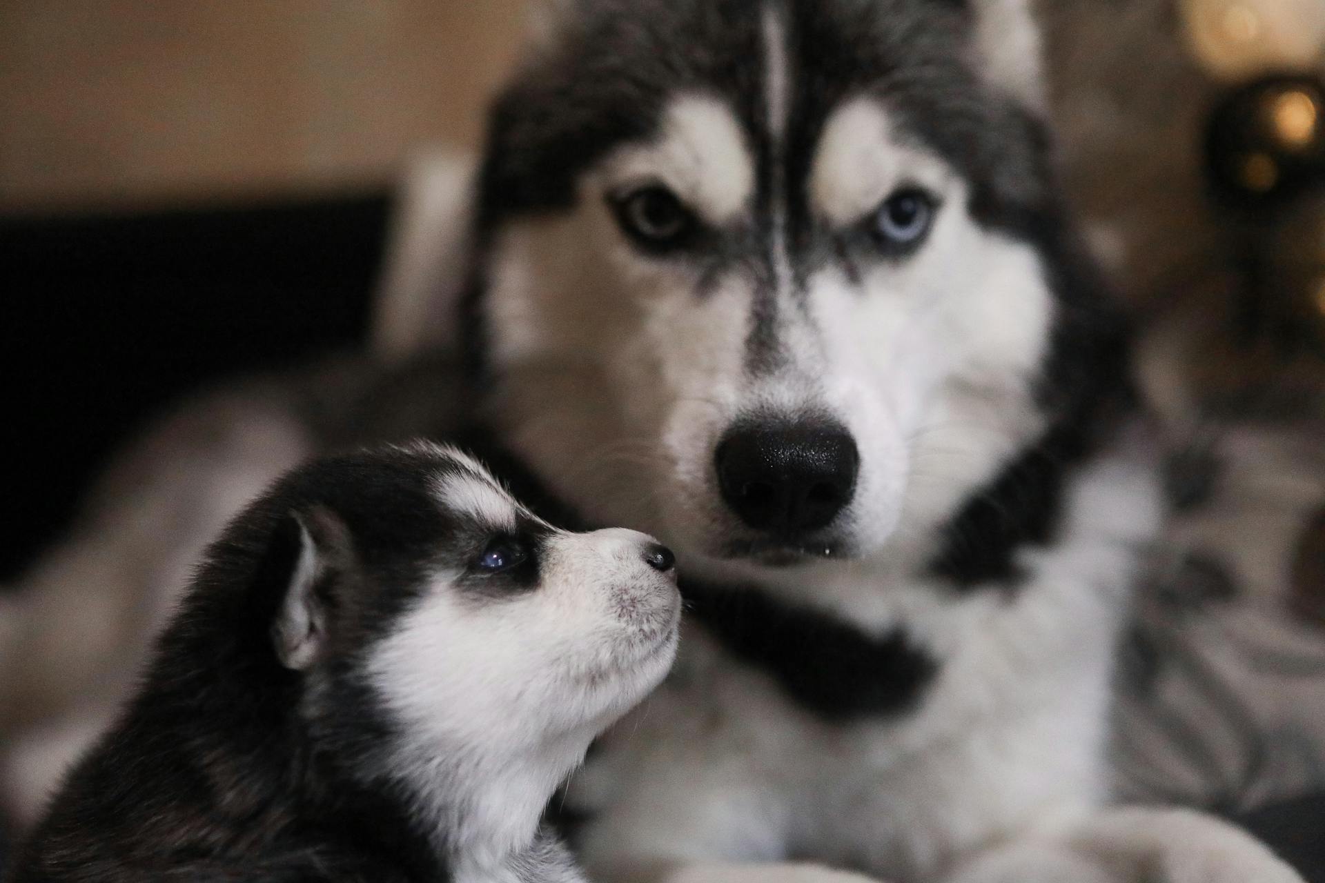 Svartvit sibirisk husky och valp