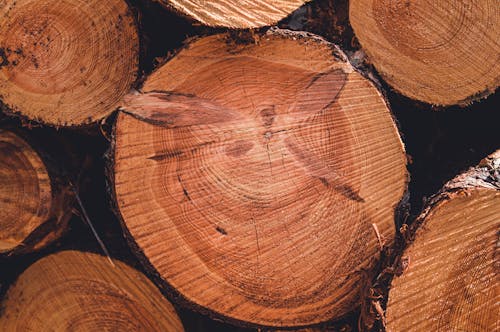 Close-up of a Pile of Chopped Logs 