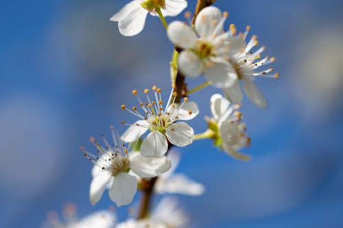 Close-Up Shot of White Flowers