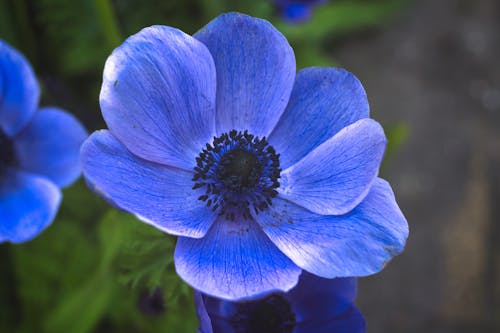 Free stock photo of blue flowers, flowers