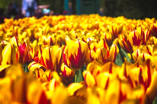 Close-Up Shot of Tulips in Bloom