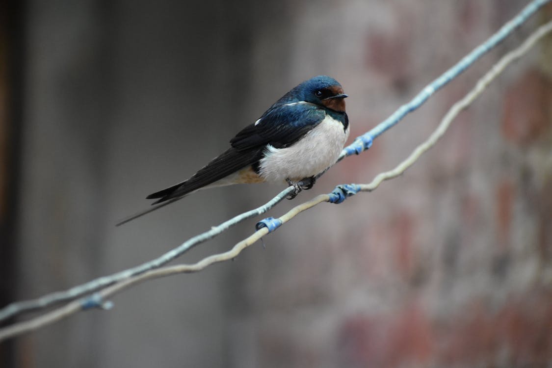 swallow spiritual significance