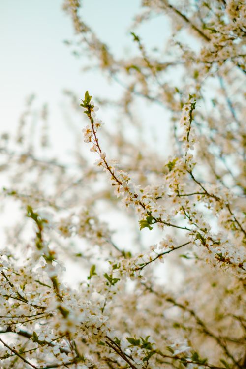 Free Beautiful cherry blossoms in full bloom during springtime, capturing delicate white petals on branches. Stock Photo