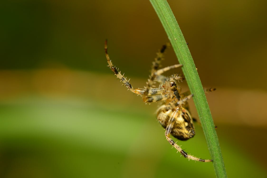 Základová fotografie zdarma na téma bezobratlí, členovec, detail