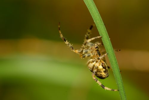 Free Macro shot of a European garden spider (Araneus diadematus) climbing a blade of grass. Stock Photo