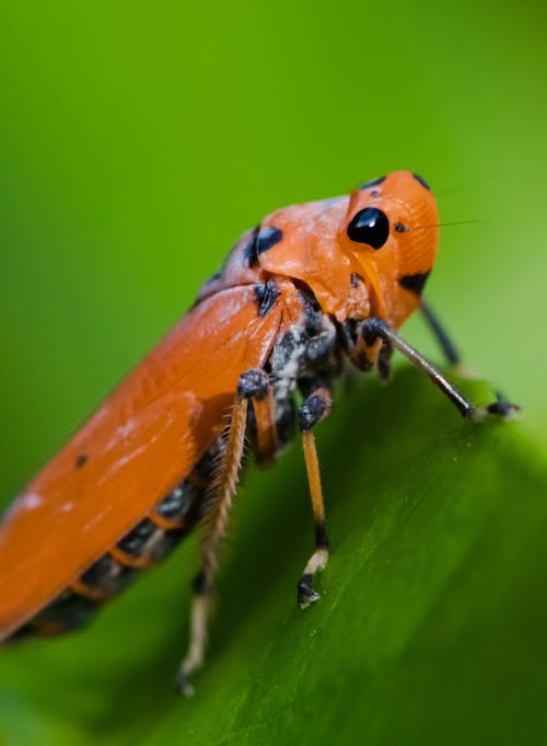 Close-up of Insect Sitting on Green Leaf