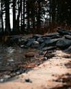 Rocks on a Shore by the Forest