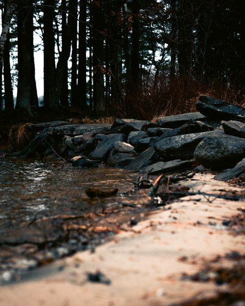 Free Serene rocky shoreline and forest edge scene, perfect for nature lovers. Stock Photo