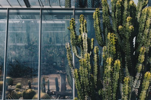 Green Cactus Near Window