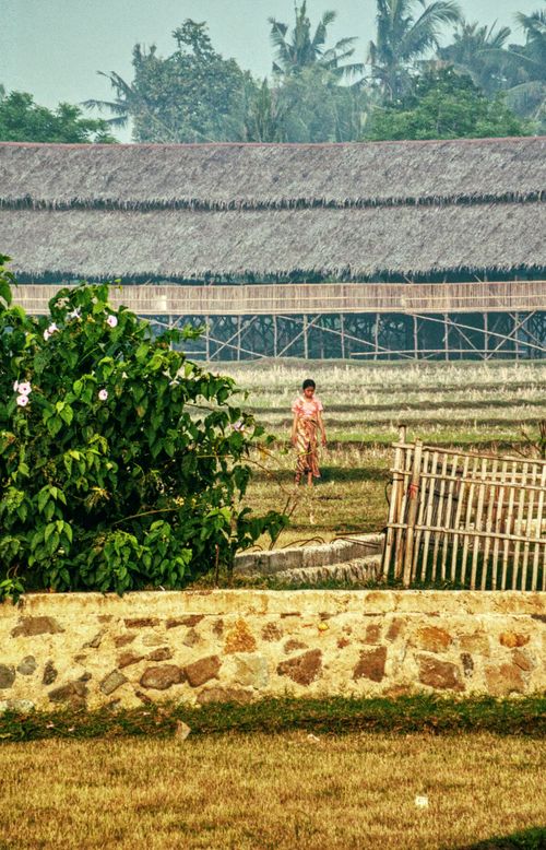 Free A woman in a traditional dress walks through an agricultural field in rural Banten, Indonesia. Stock Photo