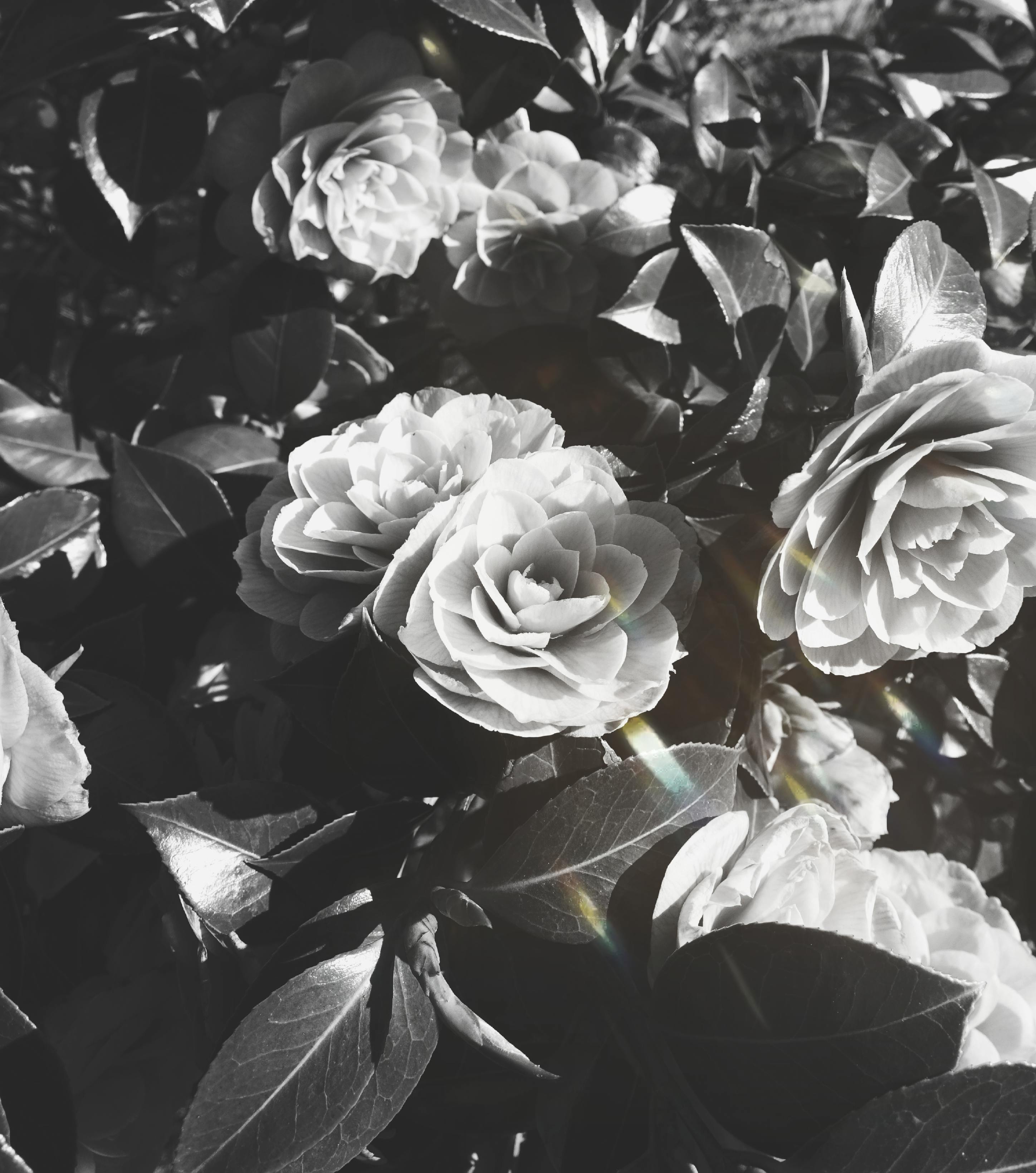 White Roses in Black Bucket · Free Stock Photo