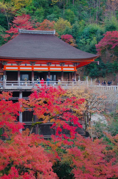 Free Kiyomizu-dera Temple in Kyoto surrounded by vivid autumn foliage, showcasing traditional Japanese architecture. Stock Photo