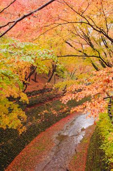 Enchanting autumn scene with colorful foliage and river in a tranquil park setting.
