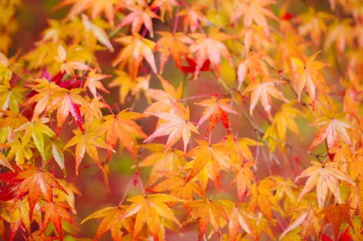A stunning close-up of colorful maple leaves showcasing fall beauty.
