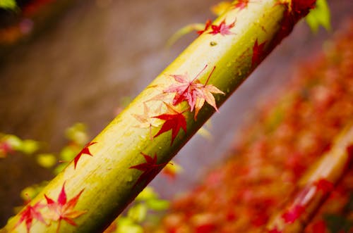 Fotobanka s bezplatnými fotkami na tému bambus, flóra, javorové listy