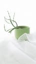 Green Pot with Green Plant