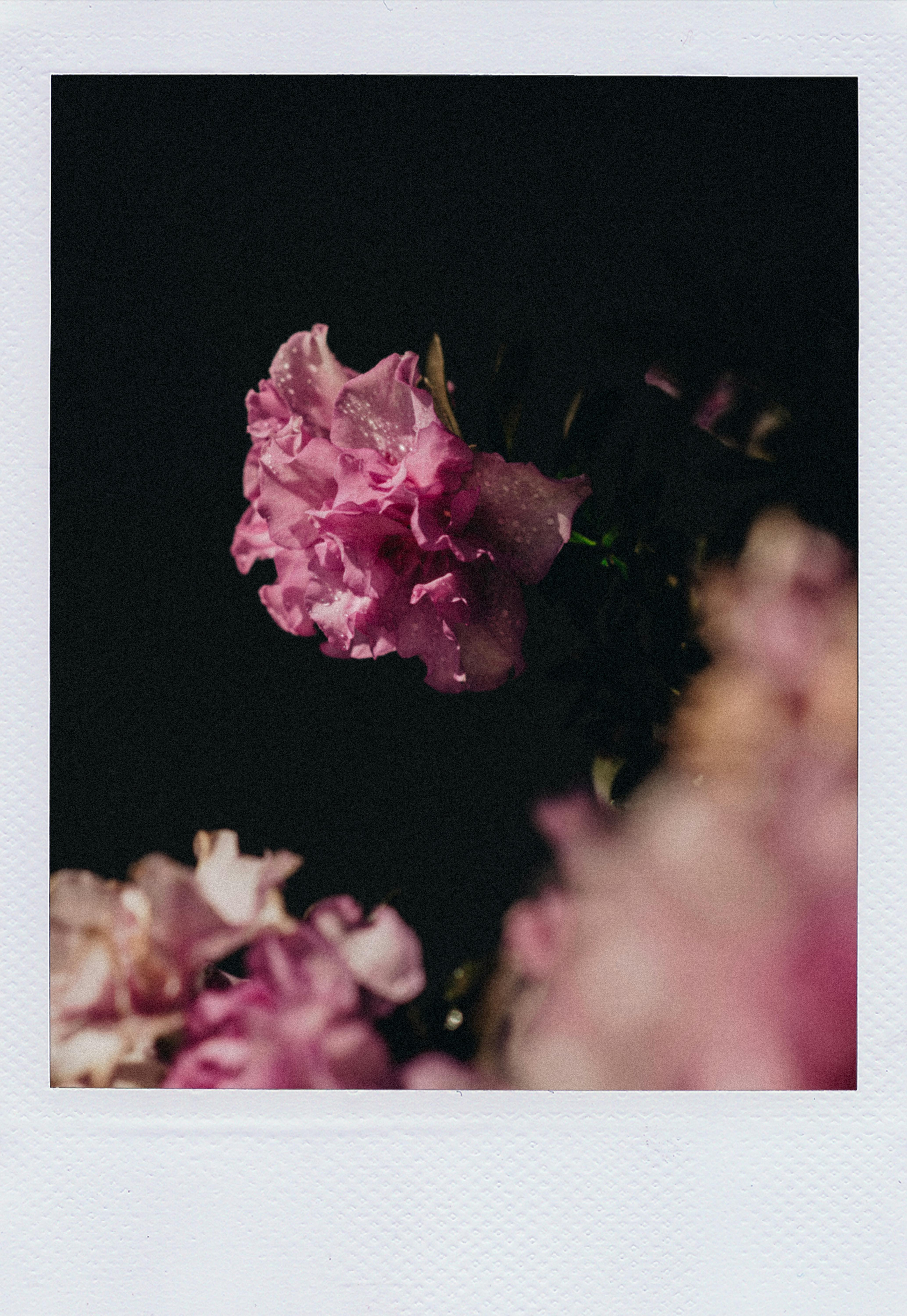 A close-up of delicate pink flowers with a dramatic contrast against a dark background.