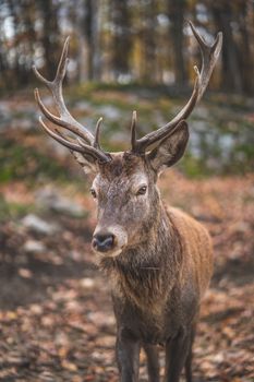 Close-up of a deer with antlers in a serene autumn forest in Ottawa, Canada.