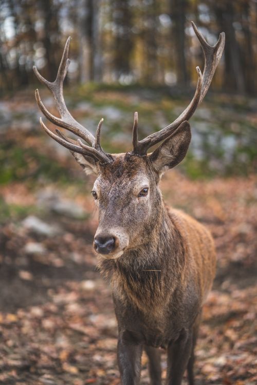 Free Close-up of a deer with antlers in a serene autumn forest in Ottawa, Canada. Stock Photo