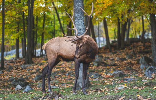 A striking elk with antlers stands amidst the vibrant autumn forest in Ottawa, Canada.