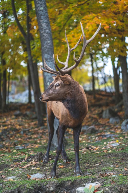 Brown Deer in Autumn Forest