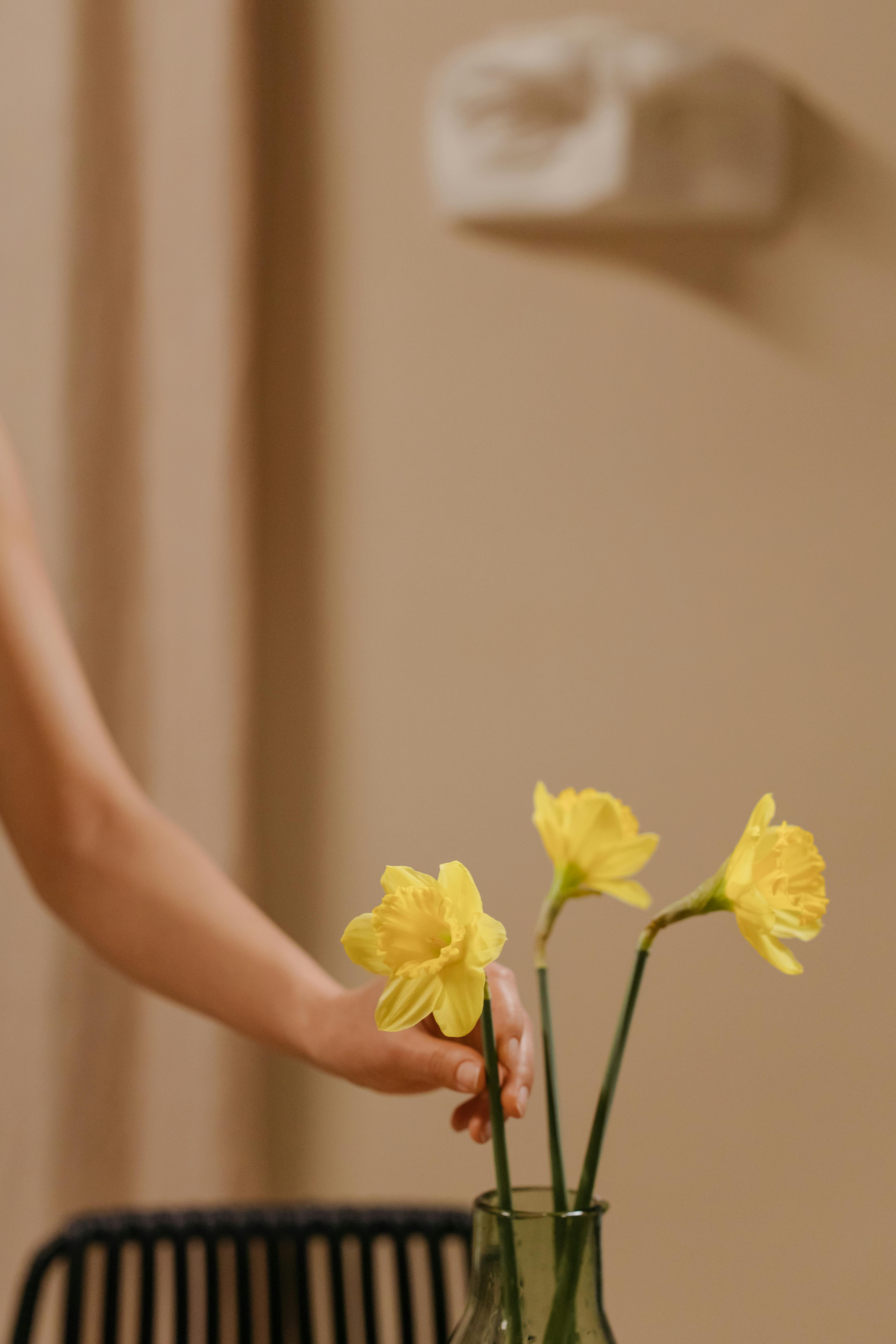 A cozy indoor scene featuring yellow daffodils in a stylish glass vase.