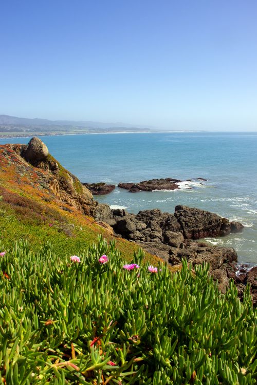 Free Vibrant coastal scene with ocean, cliffs, rocks, and pink flowers under a clear blue sky. Stock Photo