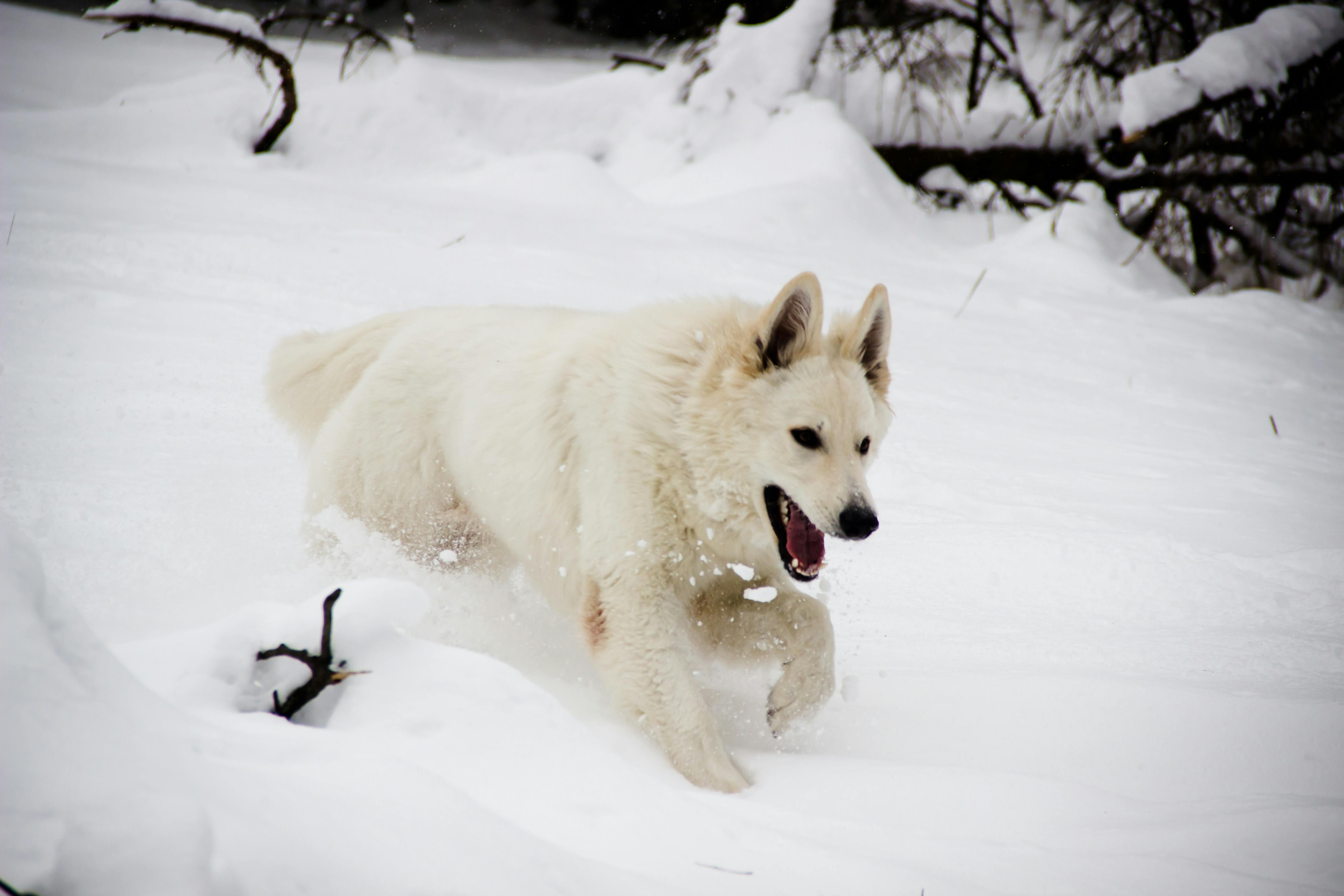 冬 動物 犬の無料の写真素材