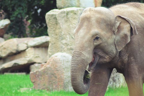 Elefante Marrom