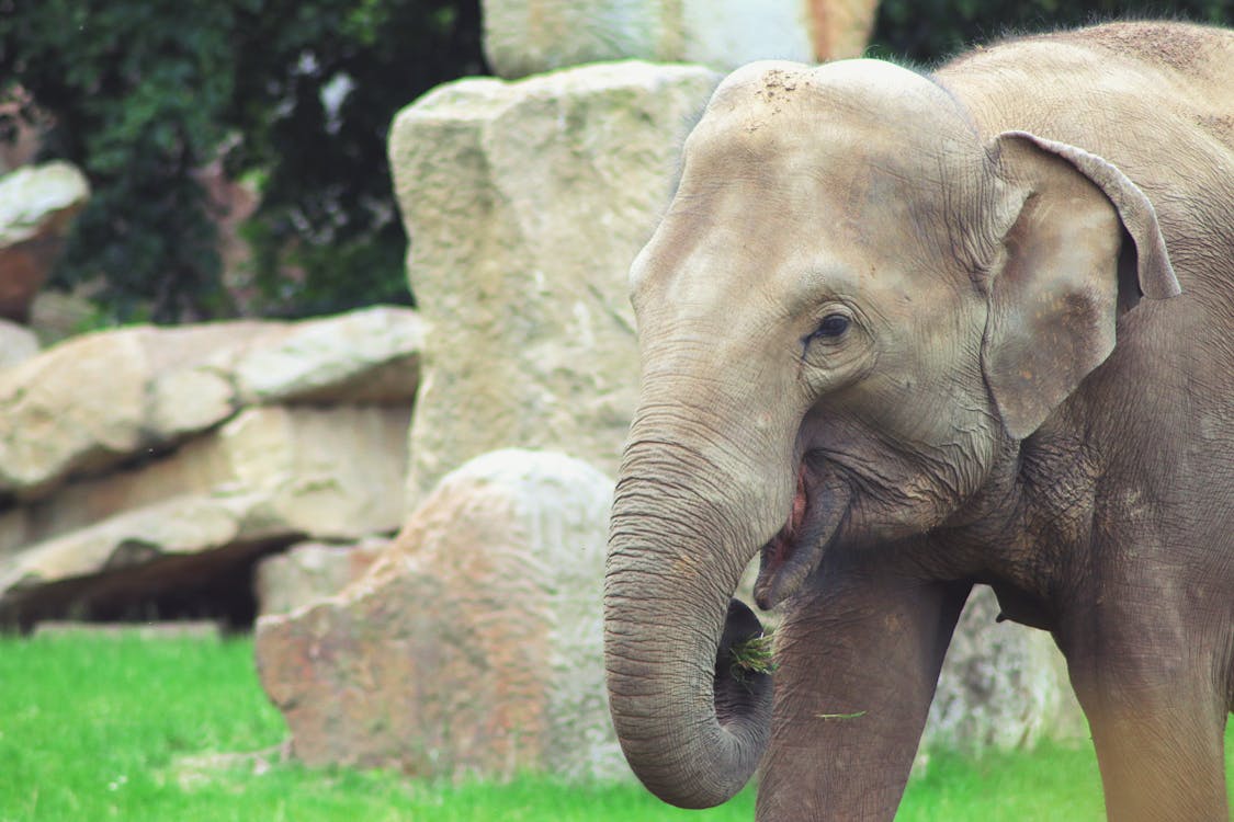Gratuit Imagine de stoc gratuită din Africa, animal, elefant Fotografie de stoc