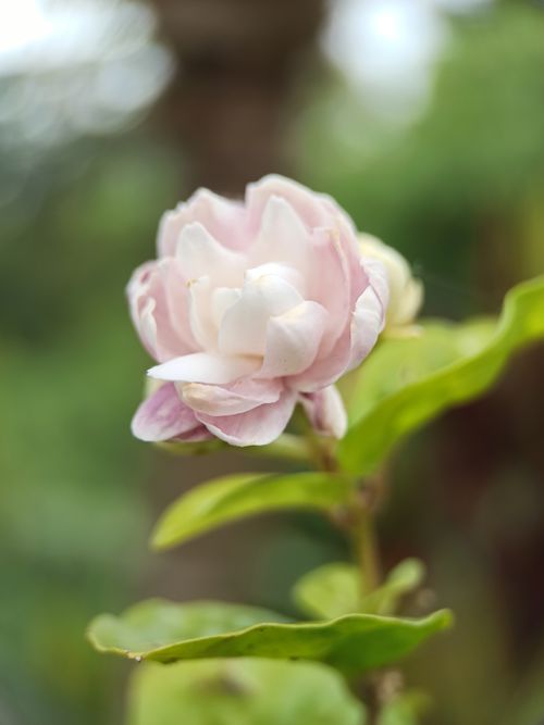 Free Close-up of a pink jasmine flower blooming amidst green leaves in a Bali garden. Stock Photo