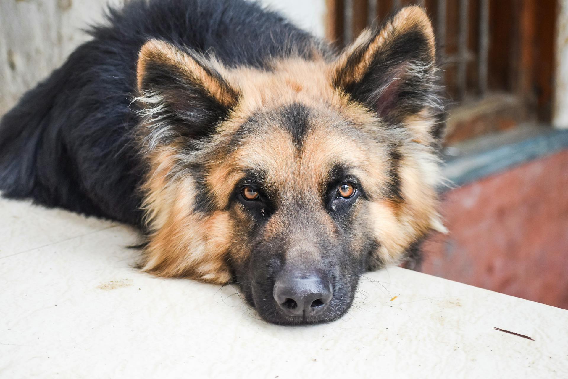 Un berger allemand se repose sur une surface blanche