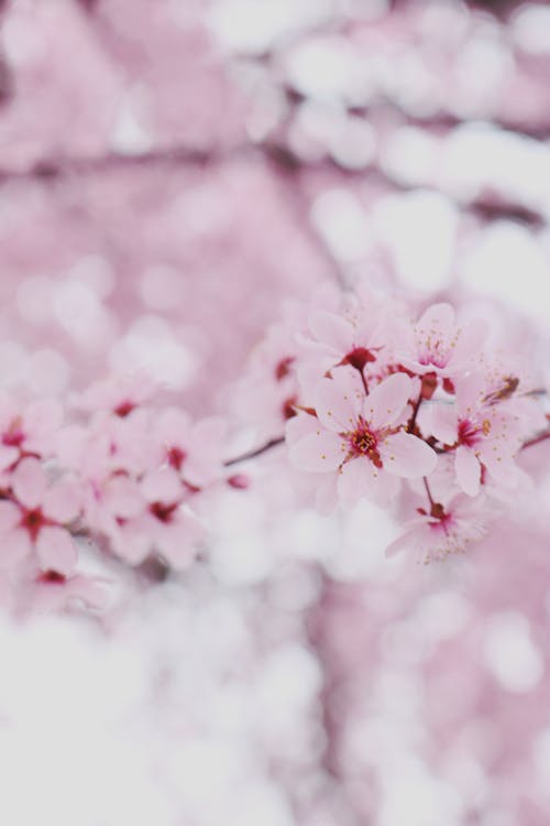 Free Pink Cherry Blossom in Close Up Photography Stock Photo