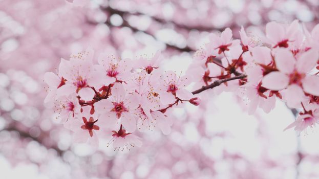 Close-up of blooming pink cherry blossoms on a branch, perfect for spring backgrounds.