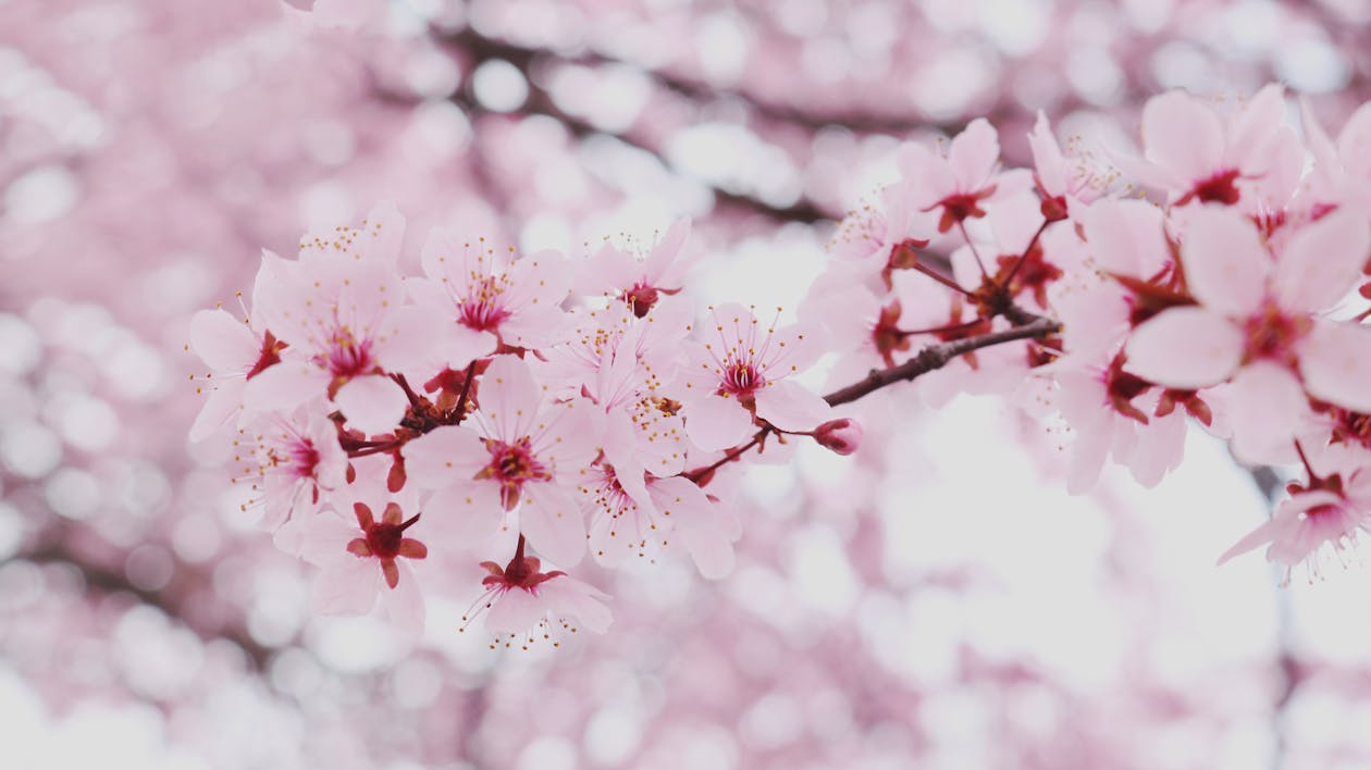 A Tree Twig Full of Pink Cherry Blossom