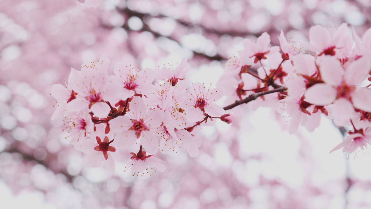 close up of blooming pink cherry blossoms on a branch perfect for spri
