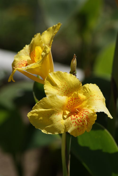 Close-Up Shot of a Canna Flower in Bloom