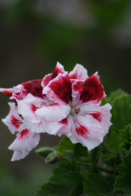 Close-Up Shot of Hibiscus Flowers in Bloom