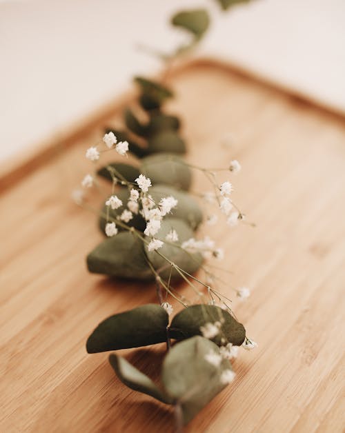 Δωρεάν στοκ φωτογραφιών με gypsophila, αιωνόβιος, ανθίζω